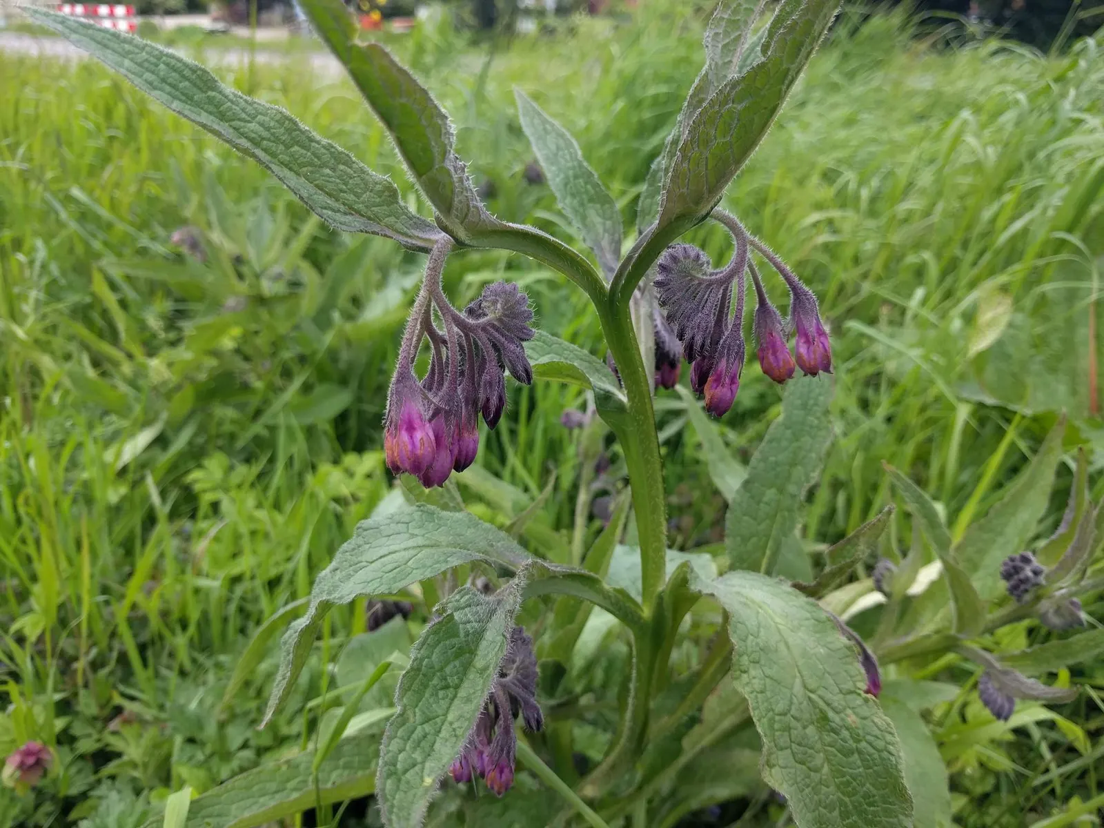 Common Comfrey (Symphytum Officinale) — making it fairly drought-resistant upon establishment; tapering to a point.<br><br>From late spring to early summer