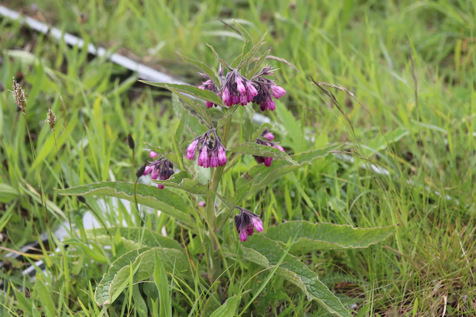 Common Comfrey (Symphytum Officinale) — Comfrey thrives in full sun to partial shade and prefers moist; is a hardy perennial boasting clusters of, image 52