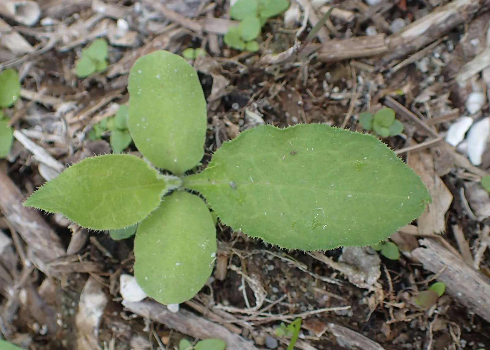 Common Comfrey (Symphytum Officinale) — providing a delicate contrast to the lush greenery