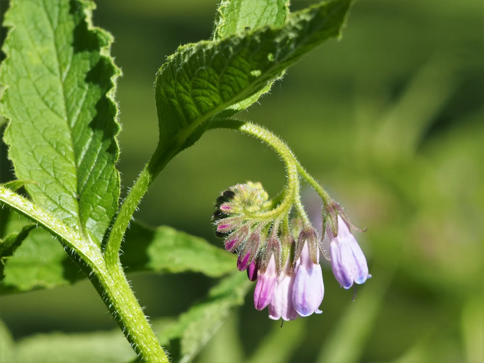 Common Comfrey (Symphytum Officinale) — is a perennial herb prized for its medicinal qualities and utility in garden landscapes; blue flowers in, image 79