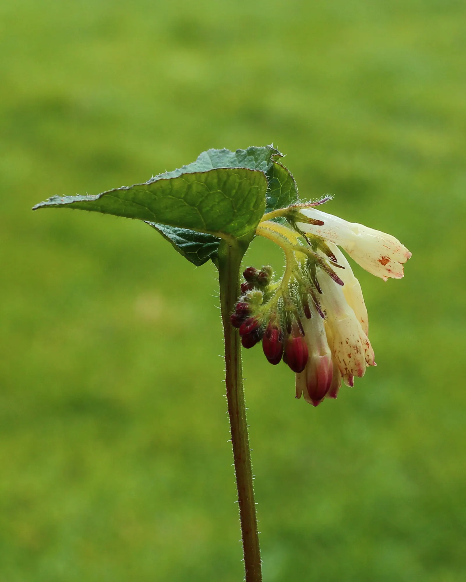 Common Comfrey (Symphytum Officinale) — contributing vital nutrients to surrounding plants