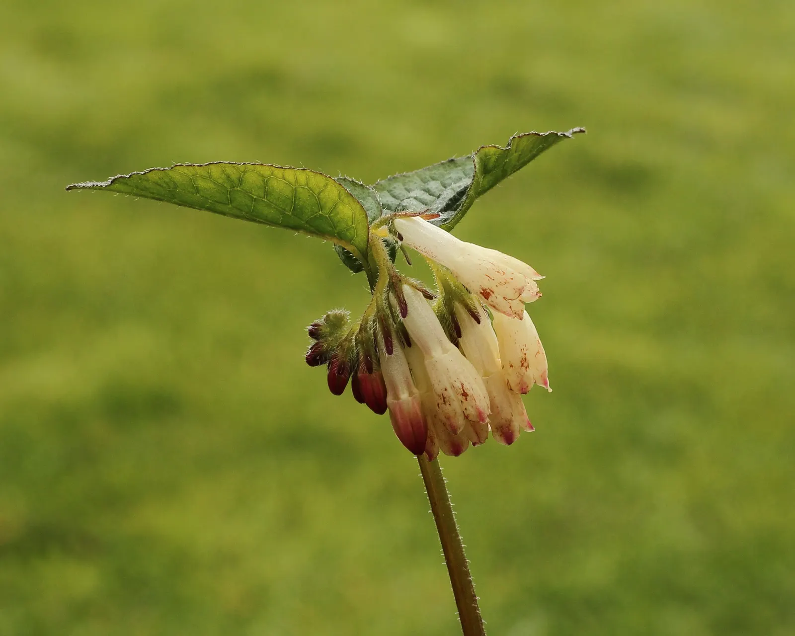 Common Comfrey (Symphytum Officinale) — Its leaves are rich in nitrogen and make excellent compost or mulch; while beneficial to the garden, image 113