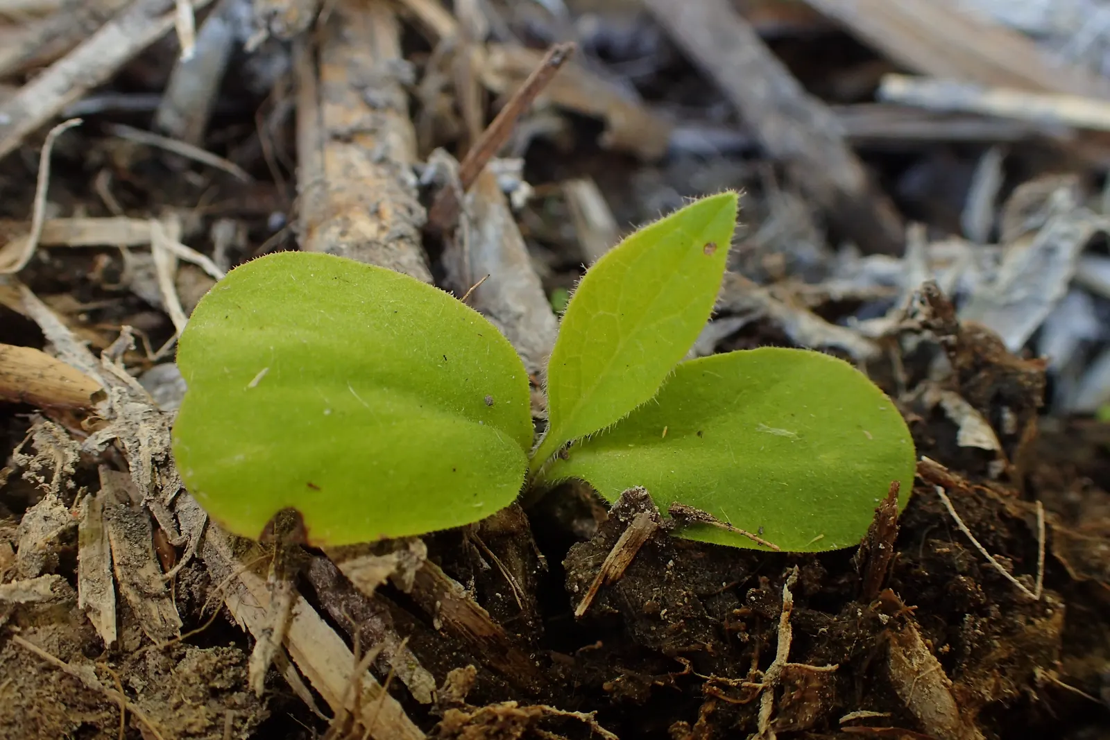 Common Comfrey (Symphytum Officinale) — commonly known as Common Comfrey; providing a delicate contrast to the lush greenery, image 102