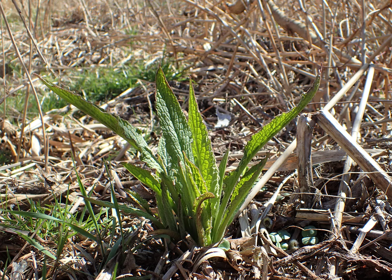 Common Comfrey (Symphytum Officinale) — Favored for its medicinal uses and ability to improve soil fertility; contributing vital nutrients to surrounding plants