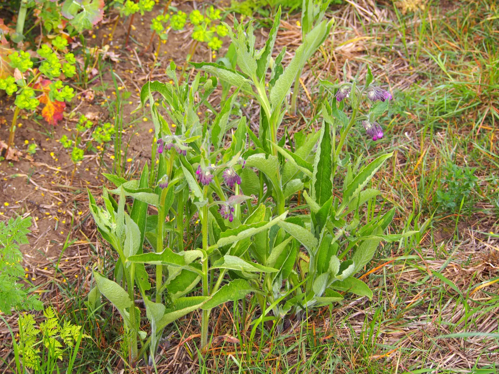 Common Comfrey (Symphytum Officinale) — is a hardy perennial boasting clusters of bell-shaped; comfrey thrives in full sun to partial shade and, image 73