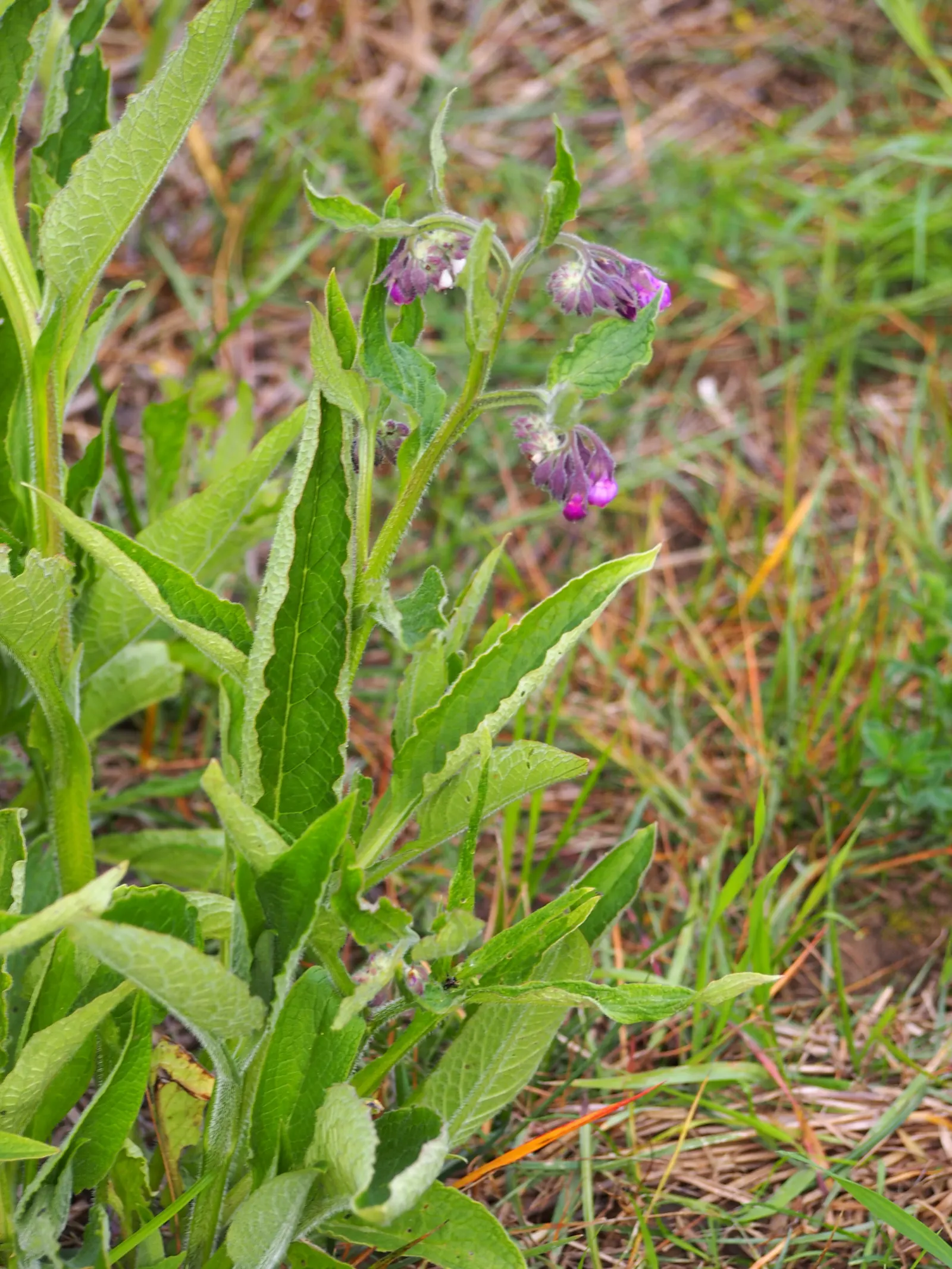 Common Comfrey (Symphytum Officinale) — Comfrey serves not only ornamental purposes but also contributes to soil health; bell-shaped flowers emerge, image 88