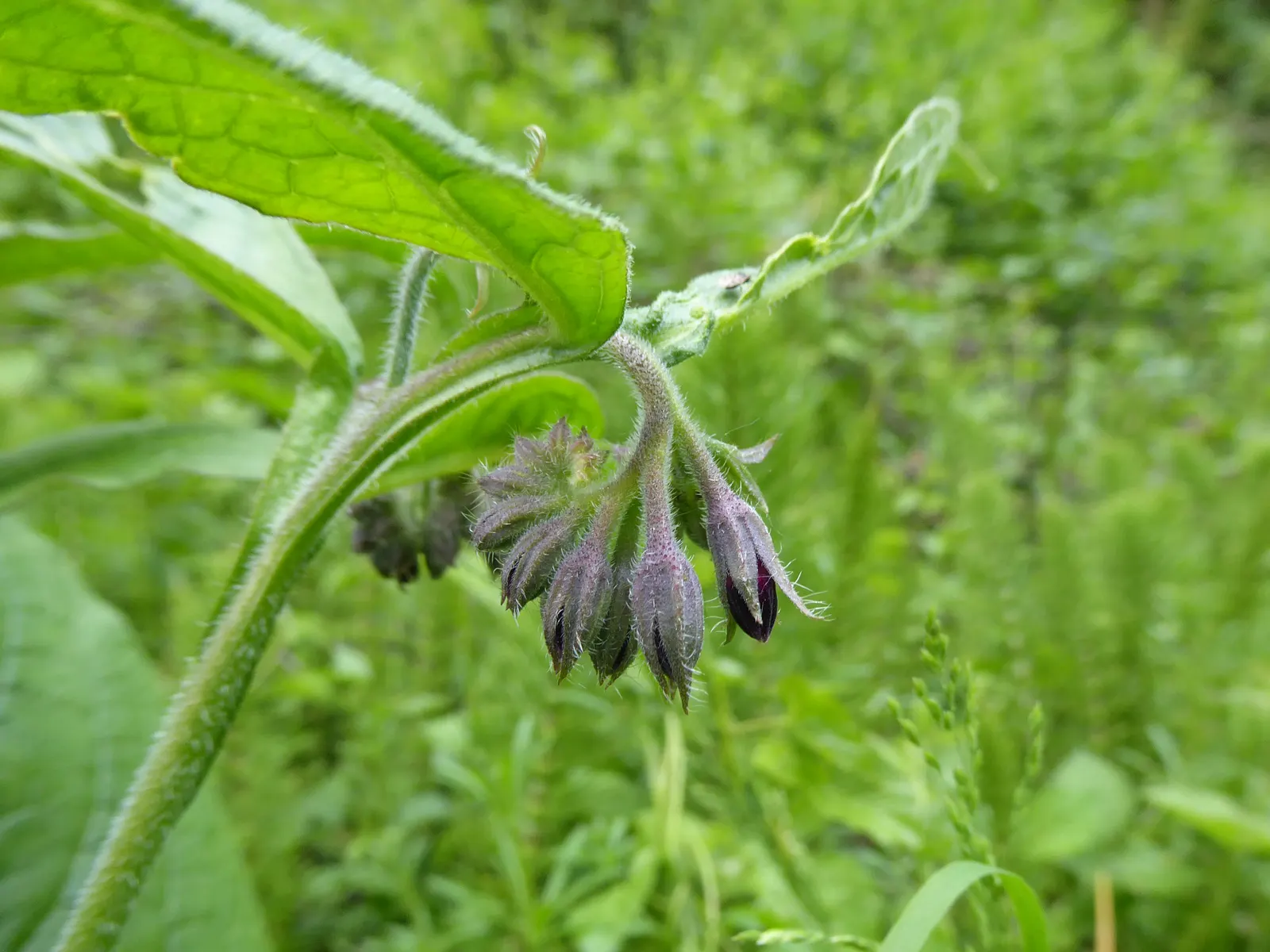 Common Comfrey (Symphytum Officinale) — contributing vital nutrients to surrounding plants; favored for its medicinal uses and ability to improve, image 90