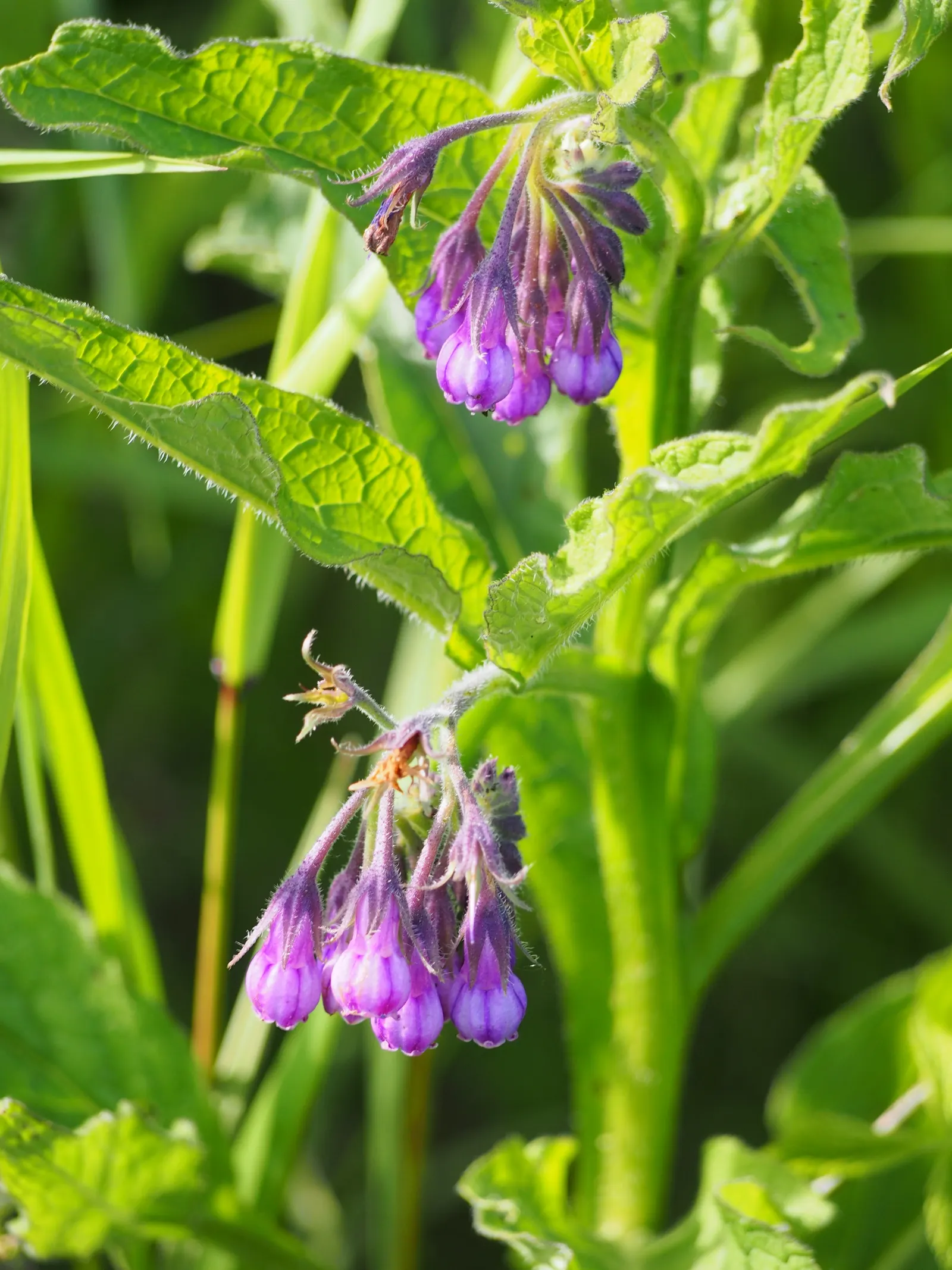 Common Comfrey (Symphytum Officinale) — contributing vital nutrients to surrounding plants; favored for its medicinal uses and ability to improve, image 66