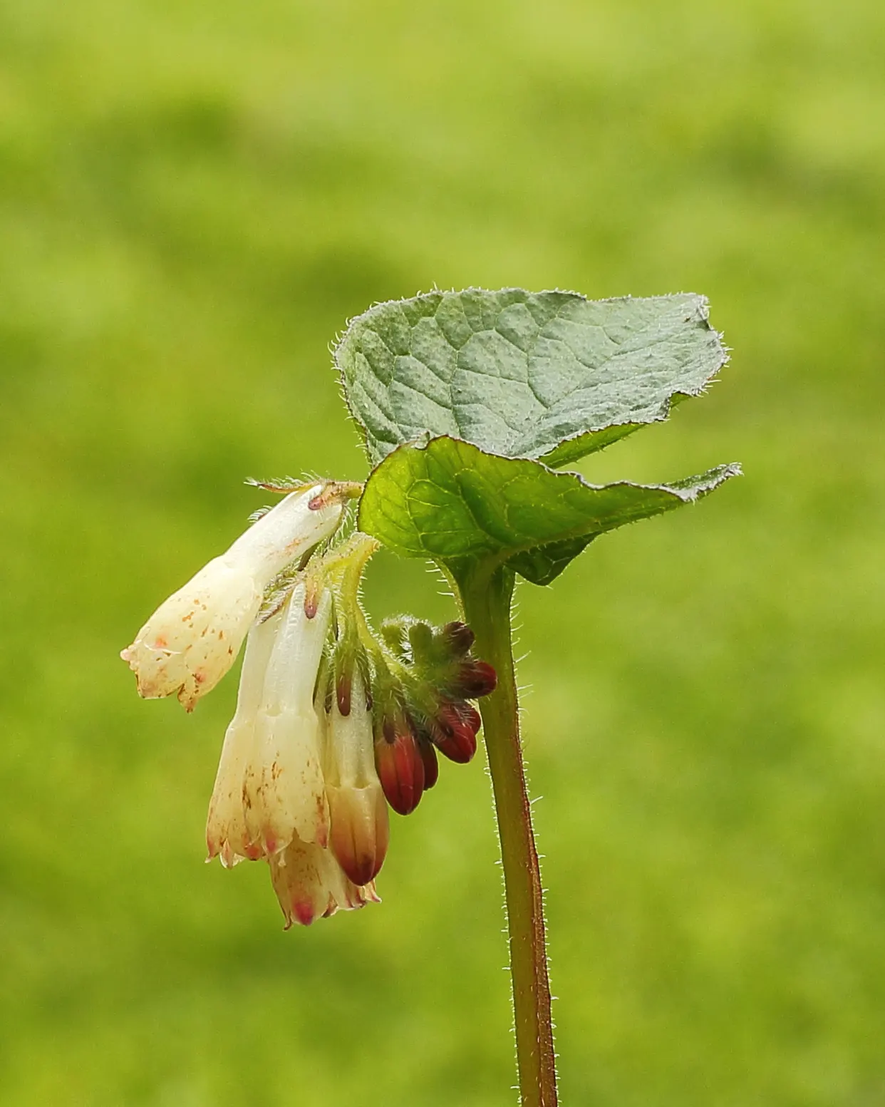 Common Comfrey (Symphytum Officinale) — is a hardy perennial boasting clusters of bell-shaped