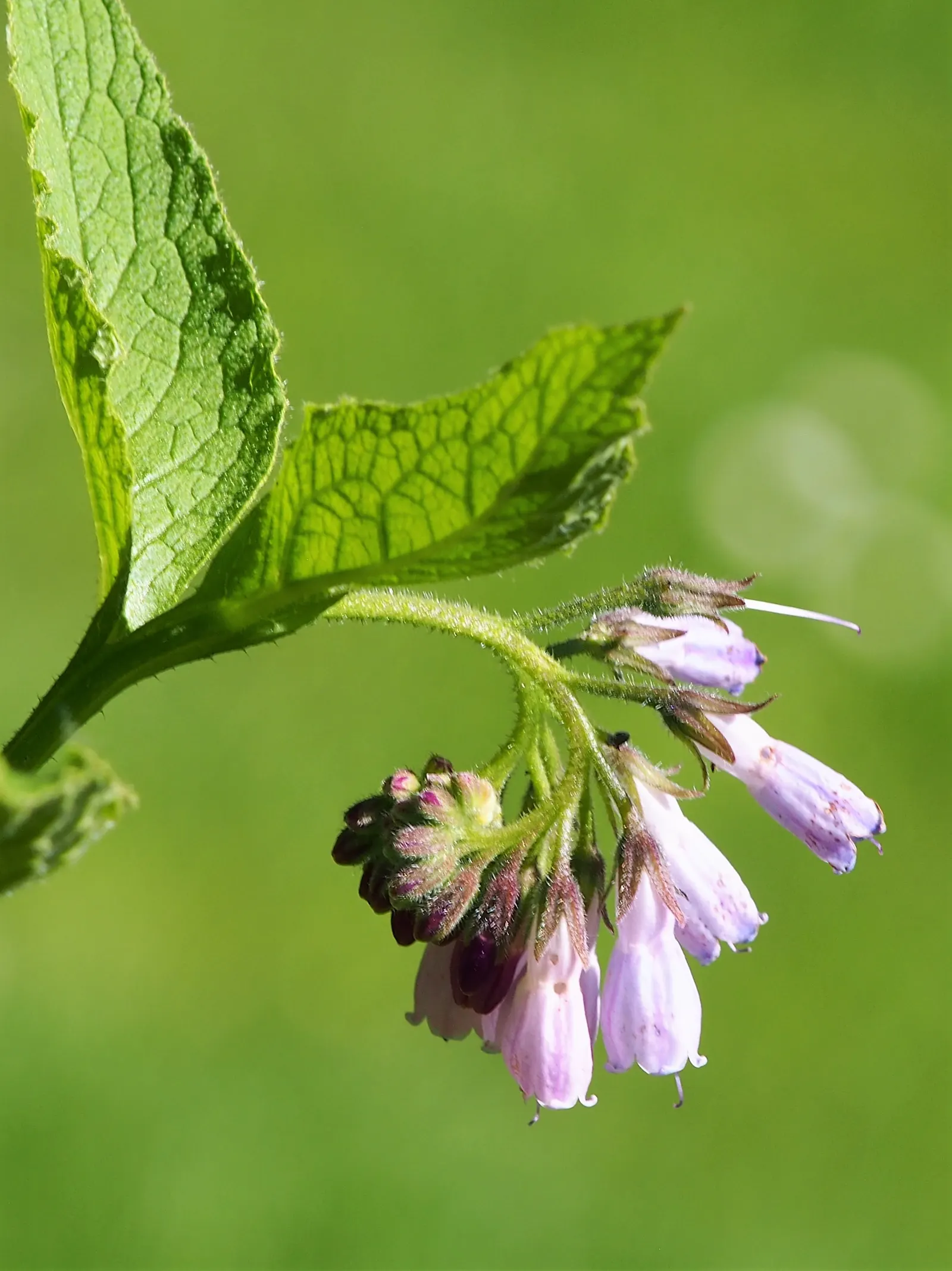 Common Comfrey (Symphytum Officinale) — is a hardy perennial boasting clusters of bell-shaped; comfrey thrives in full sun to partial shade and, image 49
