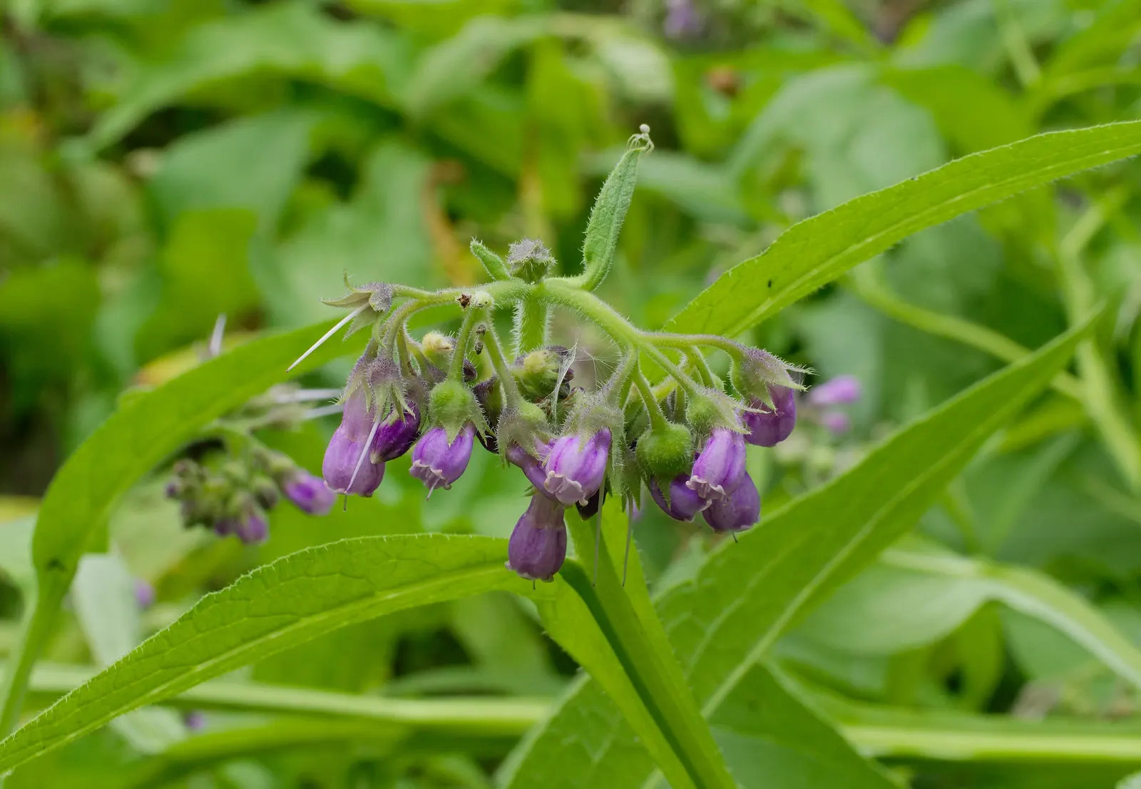 Common Comfrey (Symphytum Officinale) — Its leaves are rich in nitrogen and make excellent compost or mulch; while beneficial to the garden