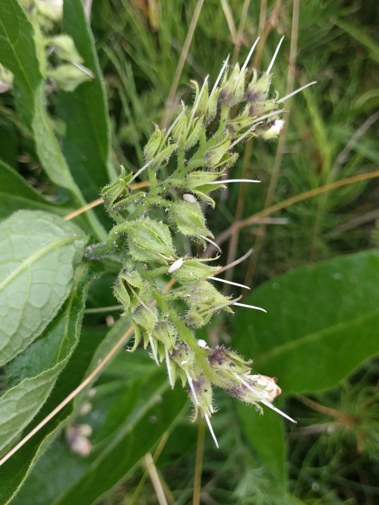 Common Comfrey (Symphytum Officinale) — Comfrey thrives in full sun to partial shade and prefers moist; is a hardy perennial boasting clusters of, image 76