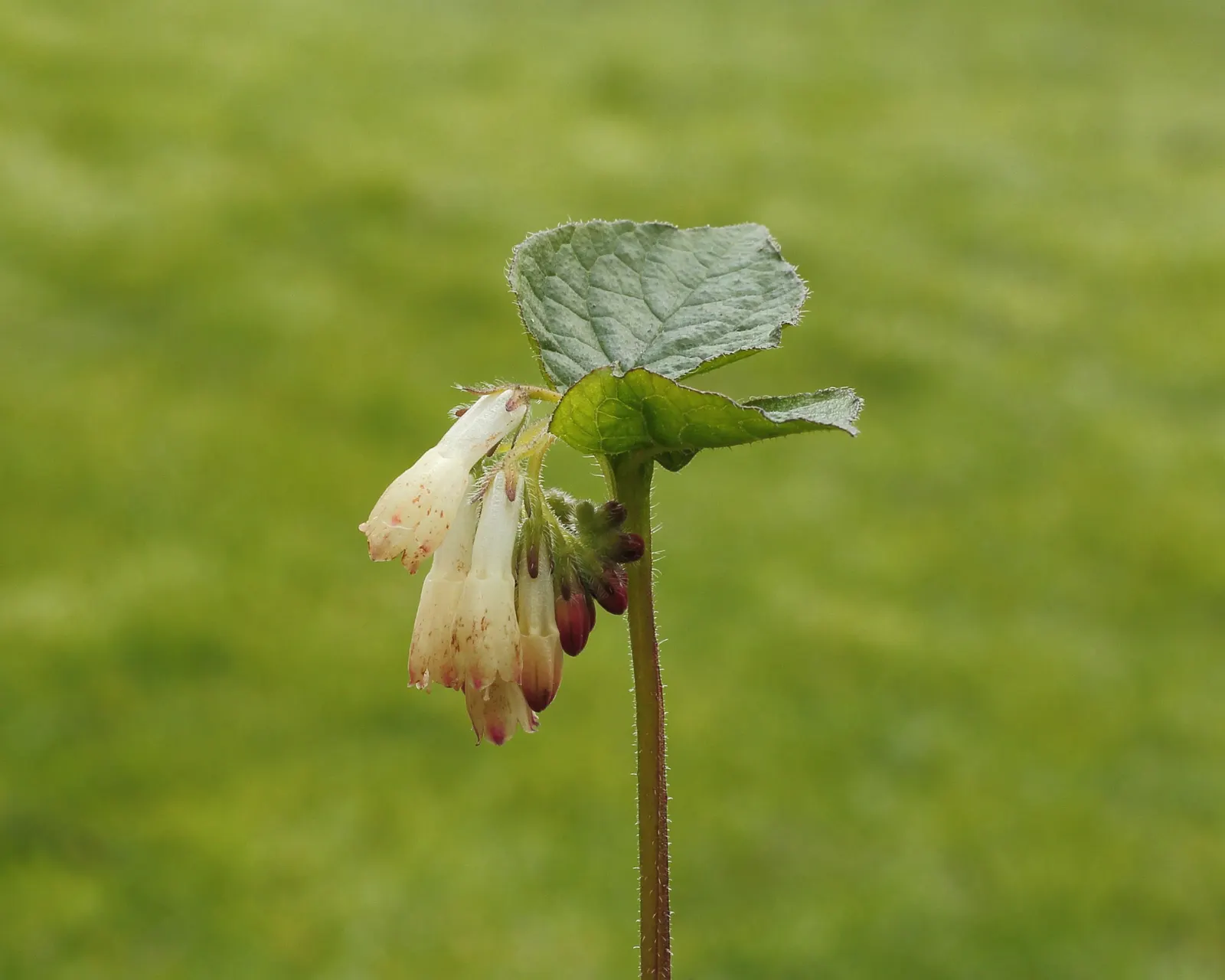Common Comfrey (Symphytum Officinale) — with hairy leaves that can grow up to 8 to 12 inches long and 2 to 4 inches wide