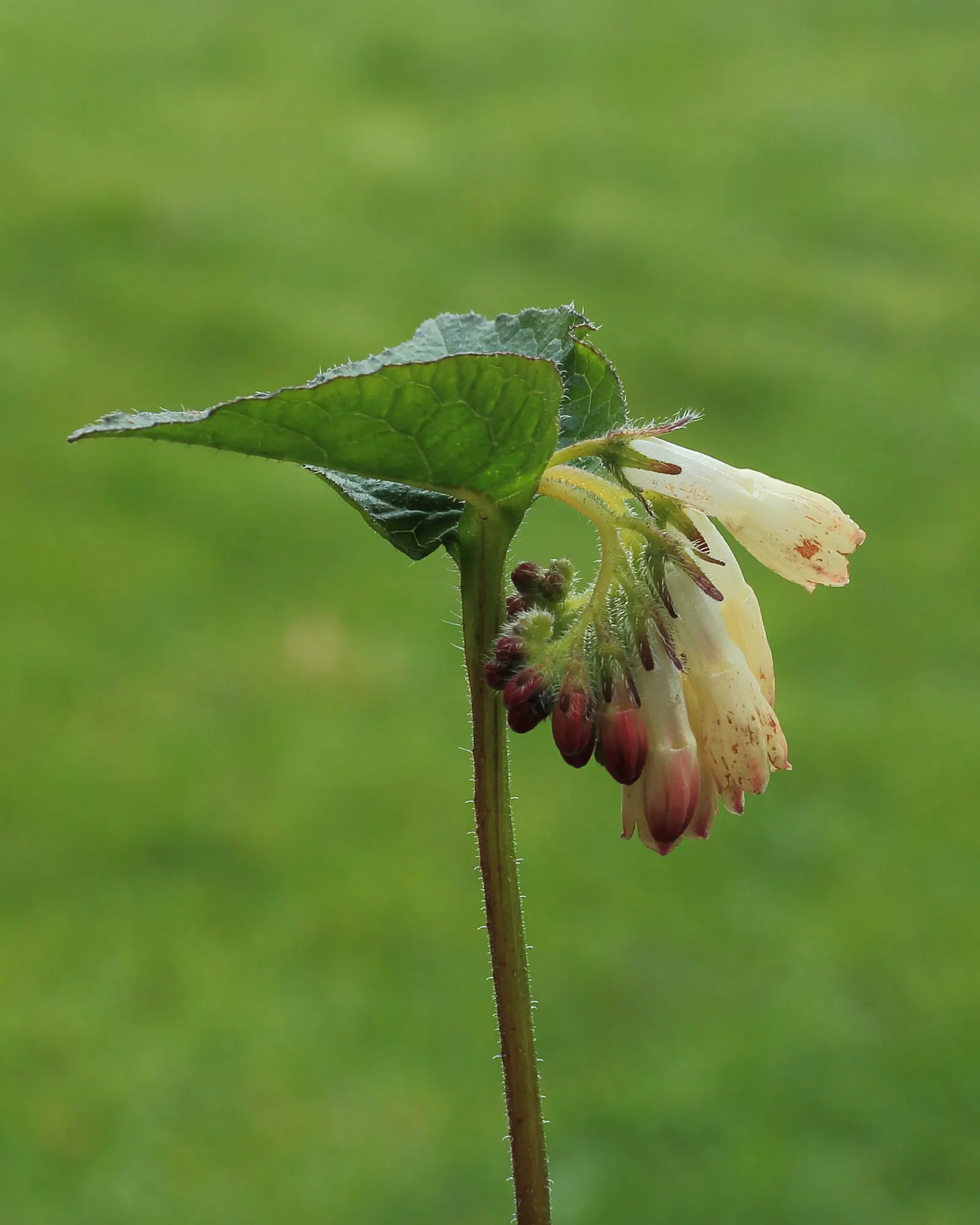 Common Comfrey (Symphytum Officinale) — while beneficial to the garden; its leaves are rich in nitrogen and make excellent compost or mulch, image 68