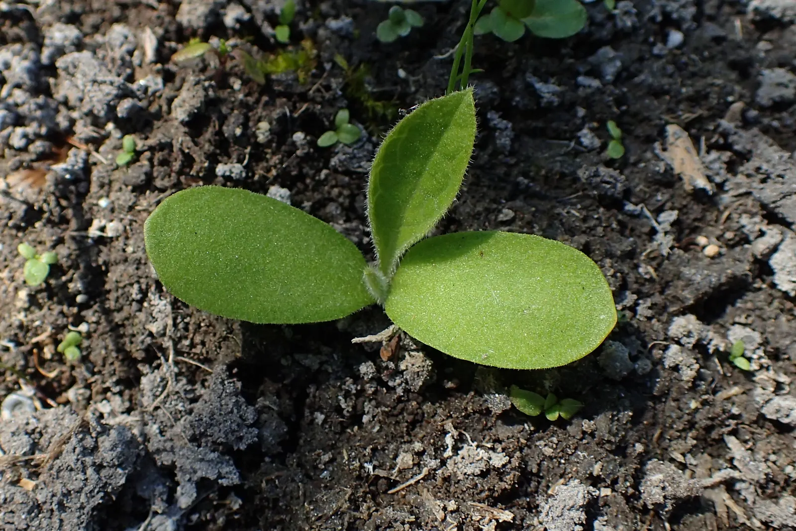 Common Comfrey (Symphytum Officinale) — This robust plant stands at around 2 to 5 feet tall with a similar spread and features a deep taproot system