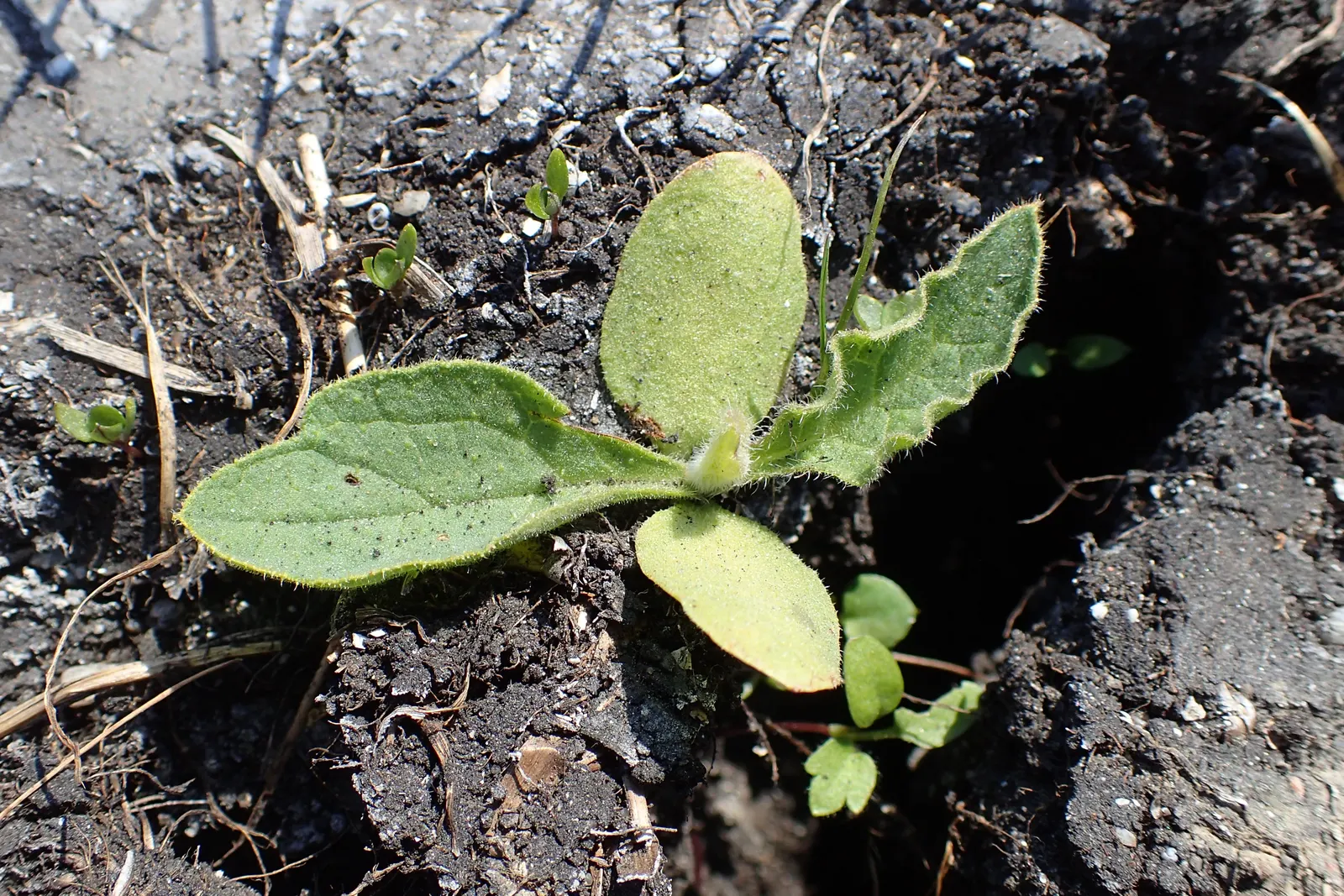 Common Comfrey (Symphytum Officinale) — perennial for full or half; emphasize its dual role as both a soil enhancer and a provider of visual and ecological