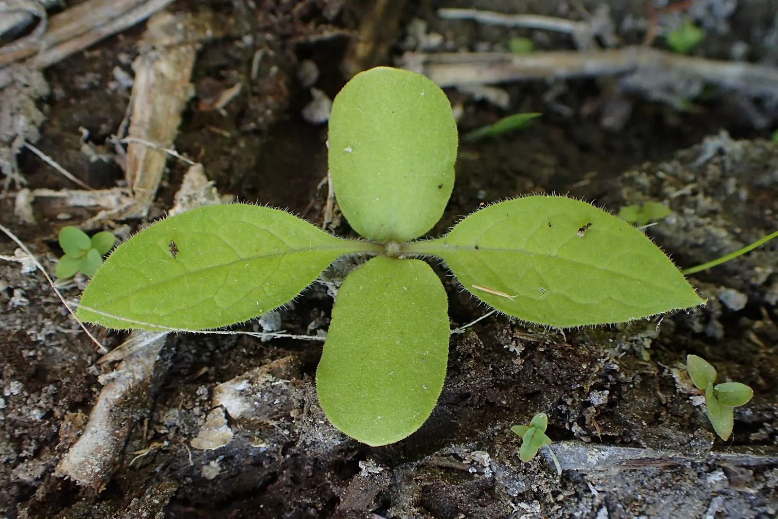 Common Comfrey (Symphytum Officinale) — blue flowers in the garden