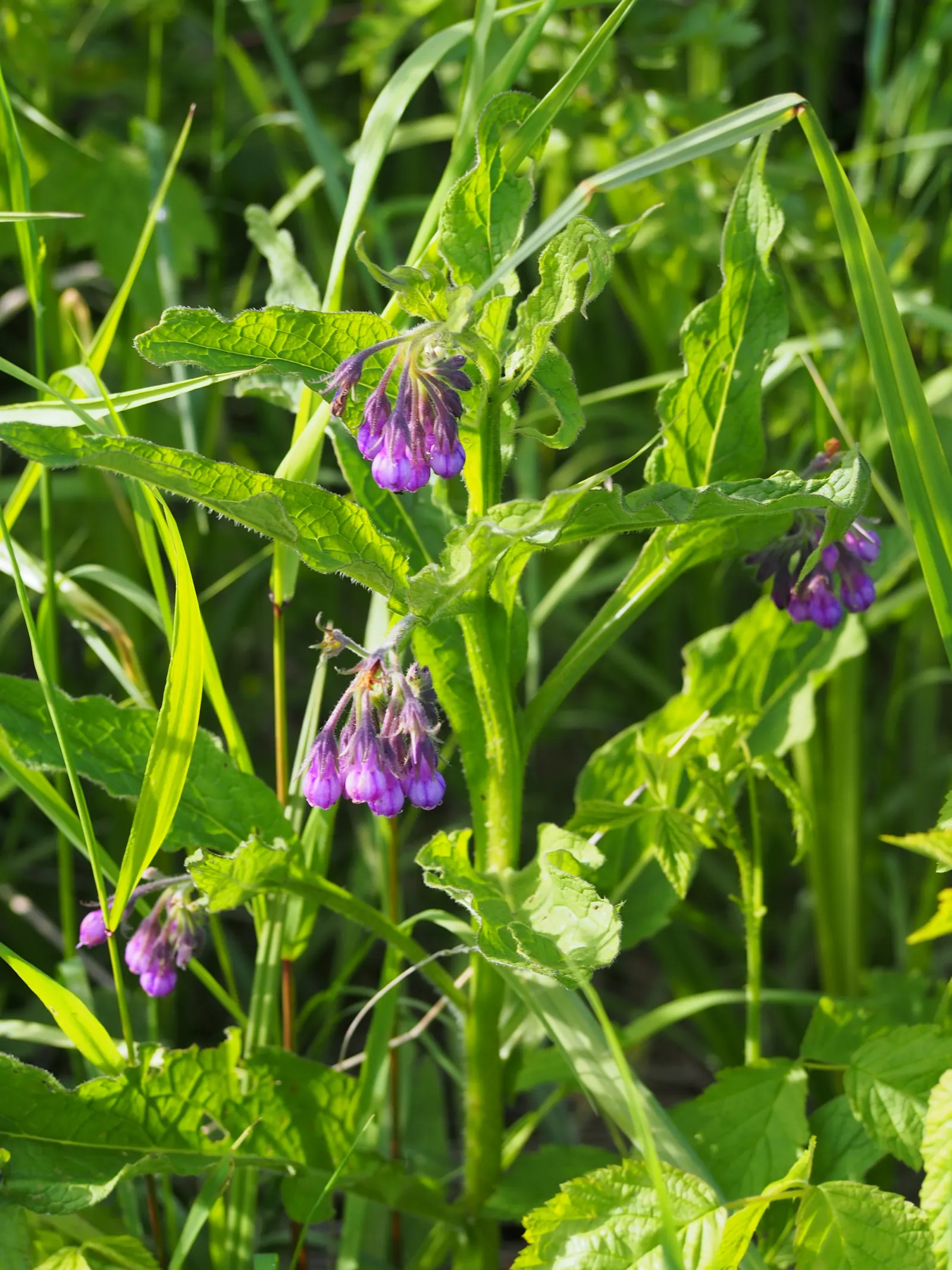 Common Comfrey (Symphytum Officinale) — Comfrey serves not only ornamental purposes but also contributes to soil health; bell-shaped flowers emerge, image 64
