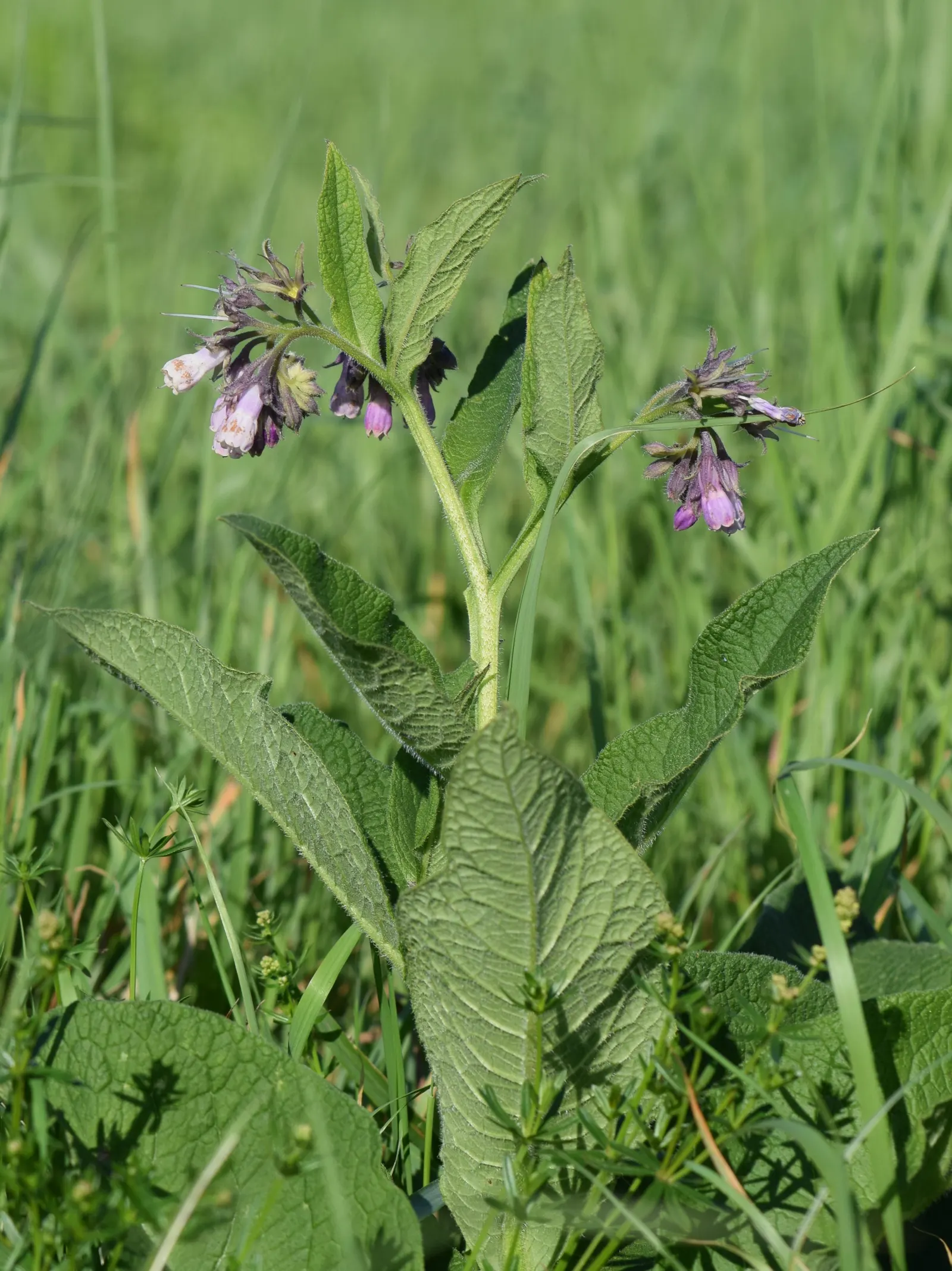 Common Comfrey (Symphytum Officinale) — providing a delicate contrast to the lush greenery; commonly known as Common Comfrey, image 87