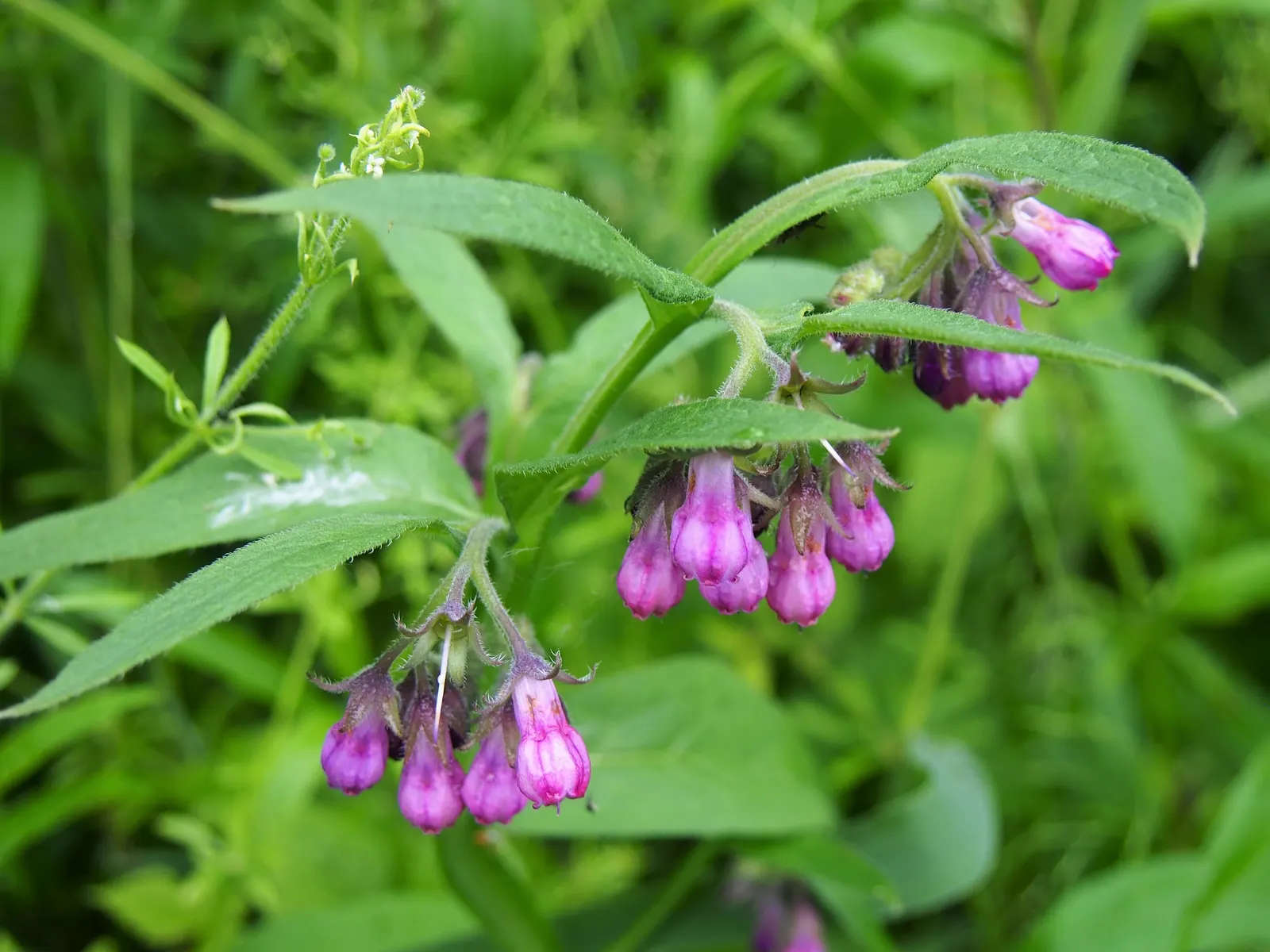 Common Comfrey (Symphytum Officinale) — emphasize its dual role as both a soil enhancer and a provider of visual and ecological diversity