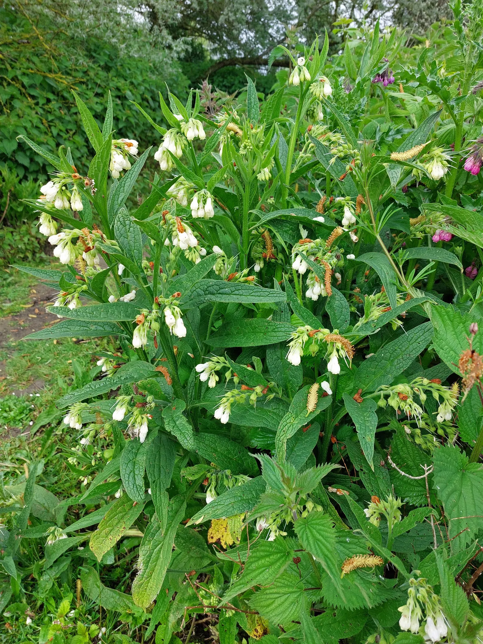 Common Comfrey (Symphytum Officinale) — blue flowers in the garden; is a perennial herb prized for its medicinal qualities and utility in garden, image 70