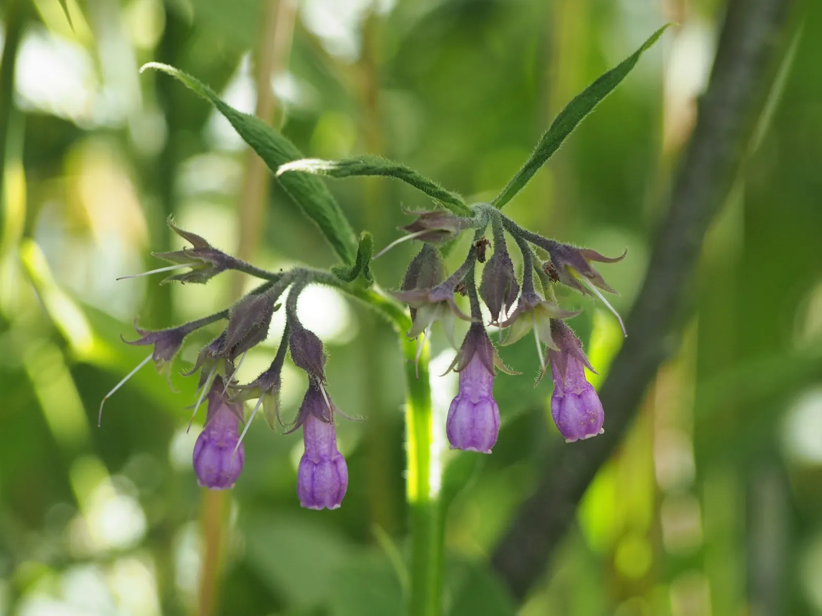 Common Comfrey (Symphytum Officinale) — commonly known as Common Comfrey; providing a delicate contrast to the lush greenery, image 54