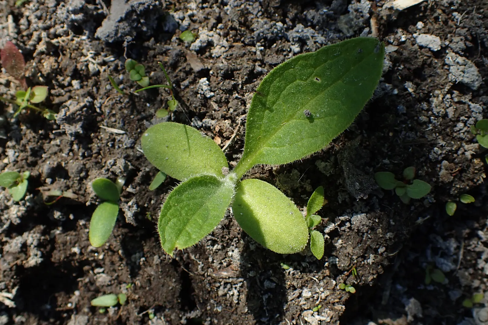 Common Comfrey (Symphytum Officinale) — emphasize its dual role as both a soil enhancer and a provider of visual and ecological diversity, image 93