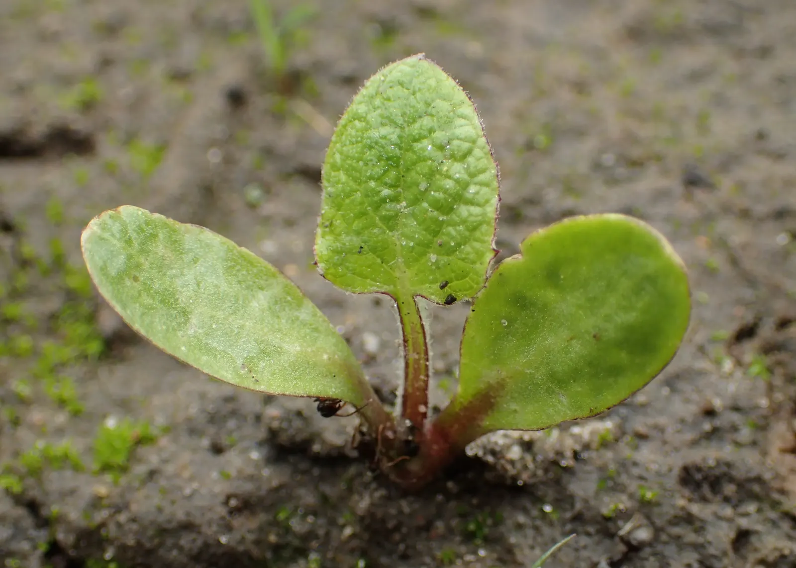 Common Comfrey (Symphytum Officinale) — while beneficial to the garden