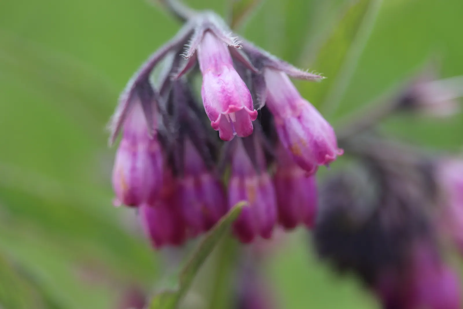 Common Comfrey (Symphytum Officinale) — while beneficial to the garden; its leaves are rich in nitrogen and make excellent compost or mulch