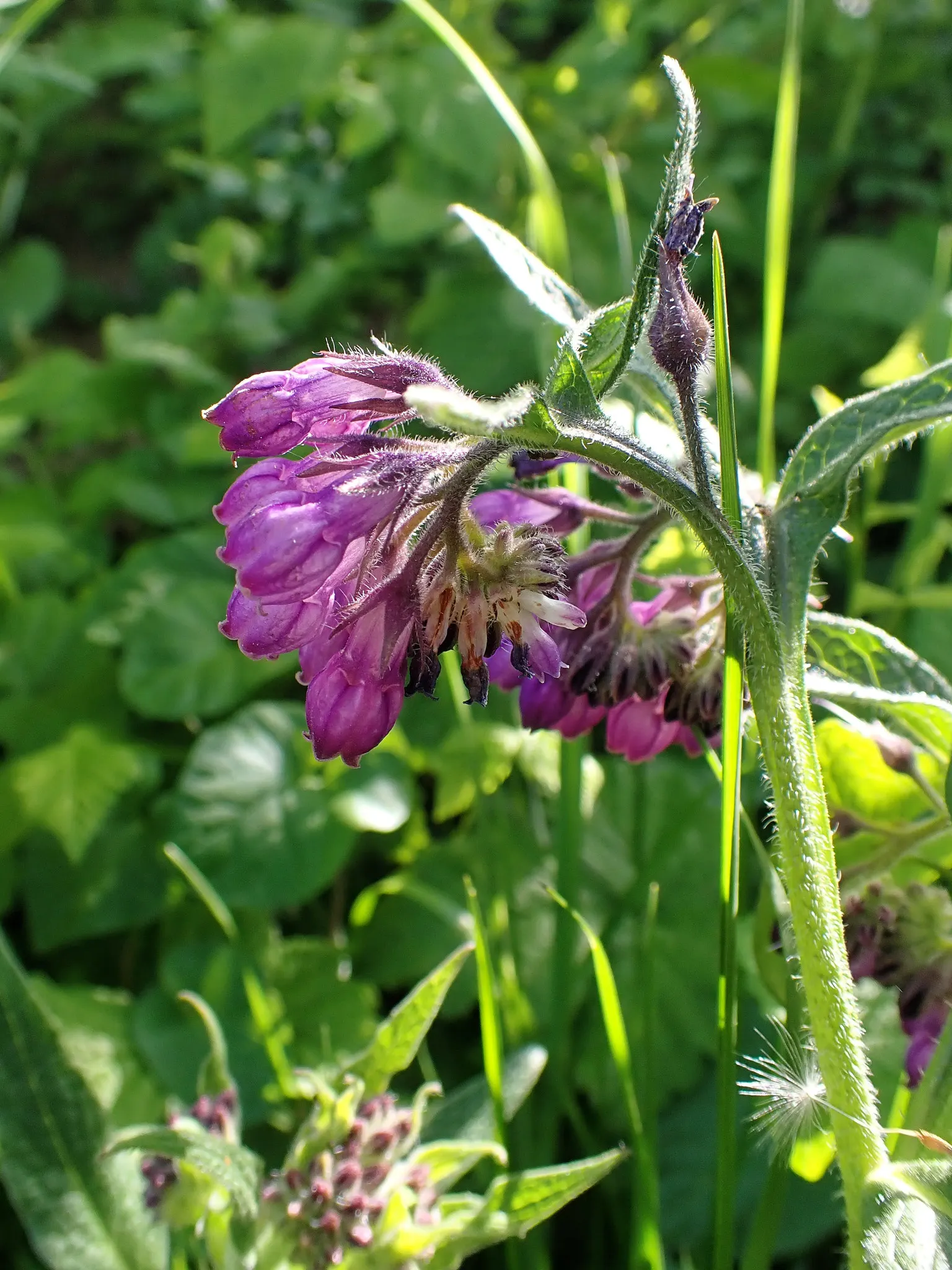 Common Comfrey (Symphytum Officinale) — bell-shaped flowers emerge; comfrey serves not only ornamental purposes but also contributes to soil health, image 61
