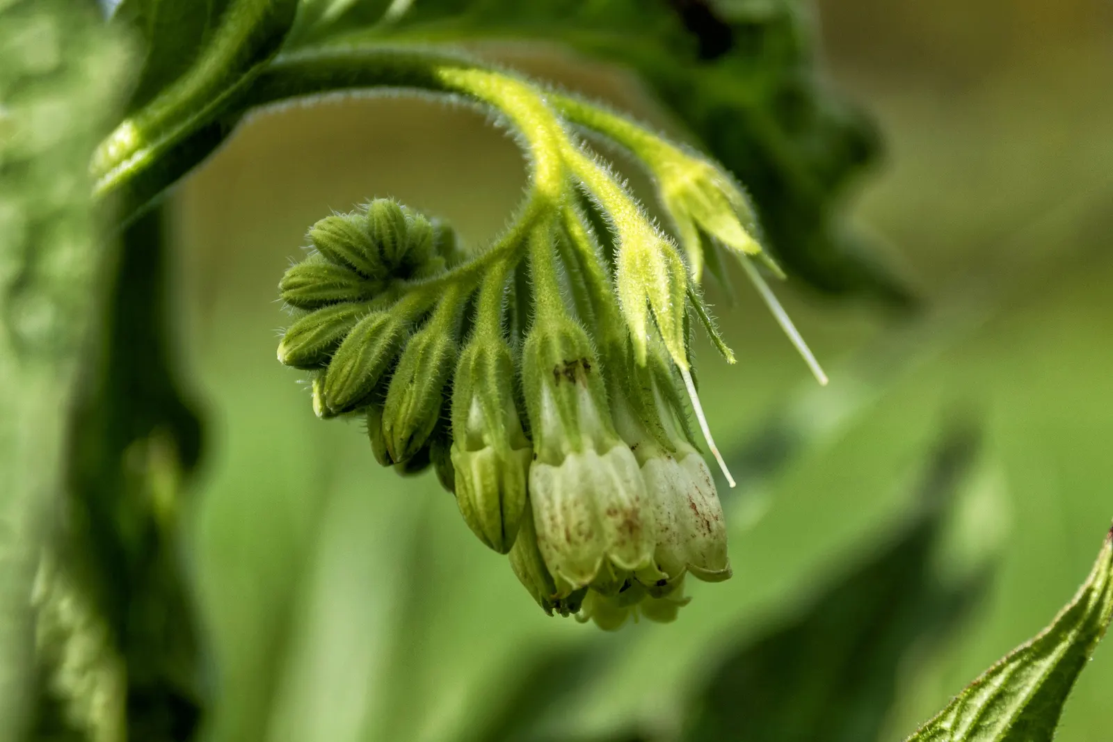 Common Comfrey (Symphytum Officinale) — contributing vital nutrients to surrounding plants; favored for its medicinal uses and ability to improve soil fertility