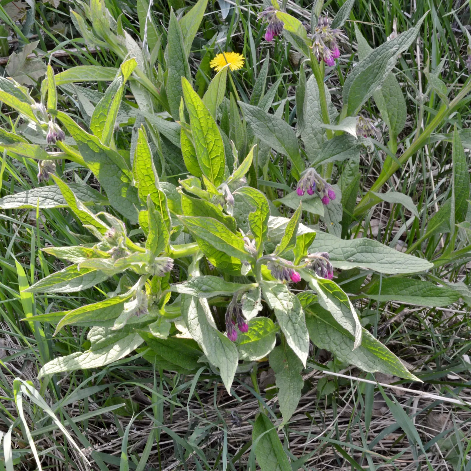 Common Comfrey (Symphytum Officinale) — perennial for full or half; emphasize its dual role as both a soil enhancer and a provider of visual and, image 72