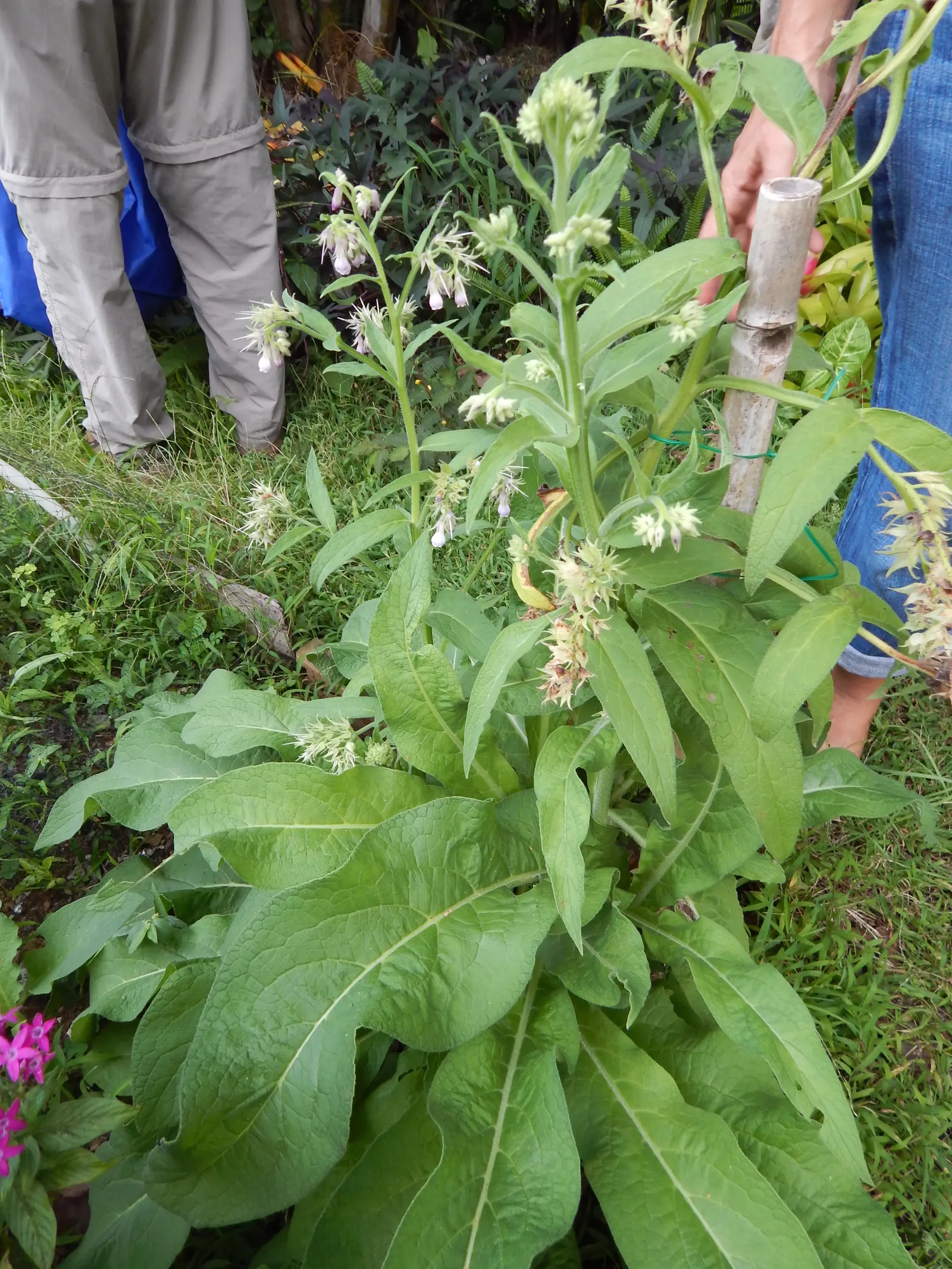 Common Comfrey (Symphytum Officinale) — blue flowers in the garden; is a perennial herb prized for its medicinal qualities and utility in garden, image 94