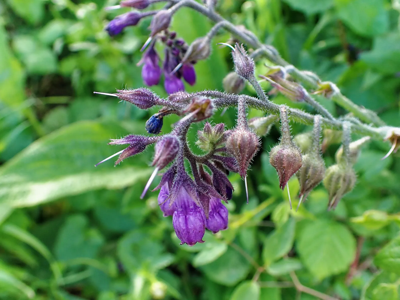 Common Comfrey (Symphytum Officinale) — with hairy leaves that can grow up to 8 to 12 inches long and 2 to 4 inches wide; it grows to 2-5 feet tall and spreads