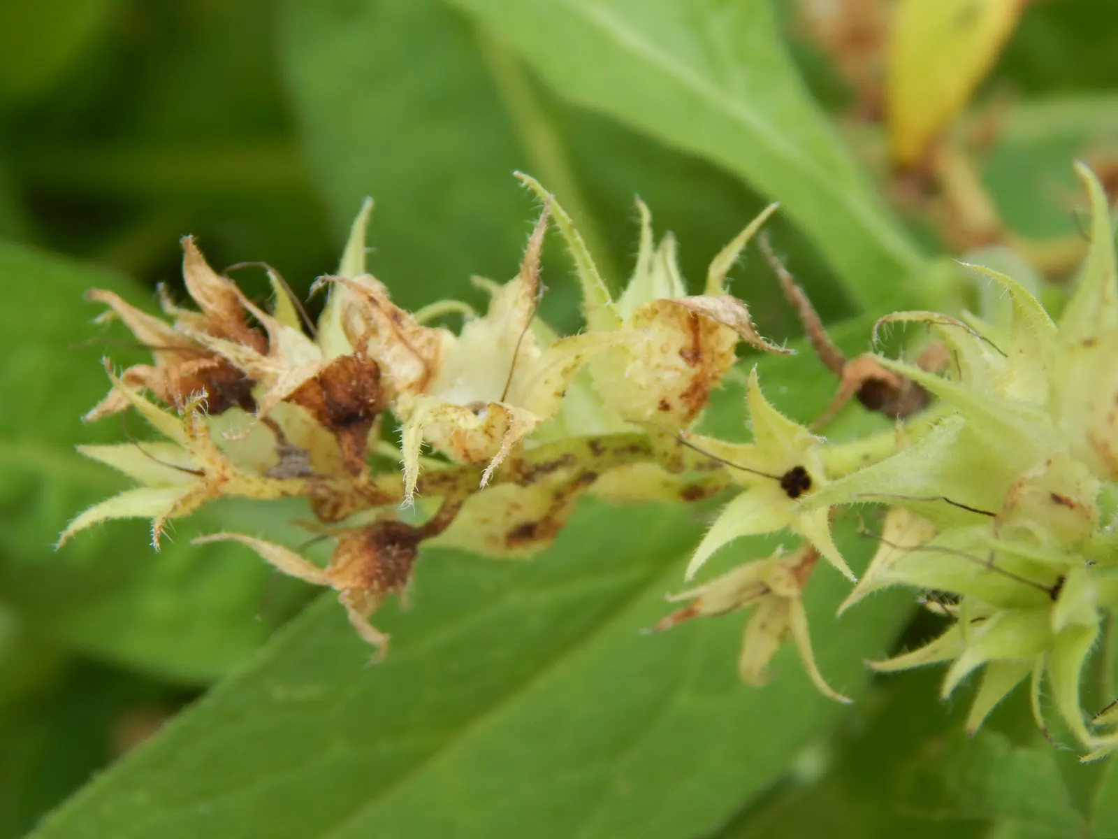 Common Comfrey (Symphytum Officinale) — Comfrey's foliage is characteristically coarse; it thrives in USDA hardiness zones 4 through 9, preferring, image 82