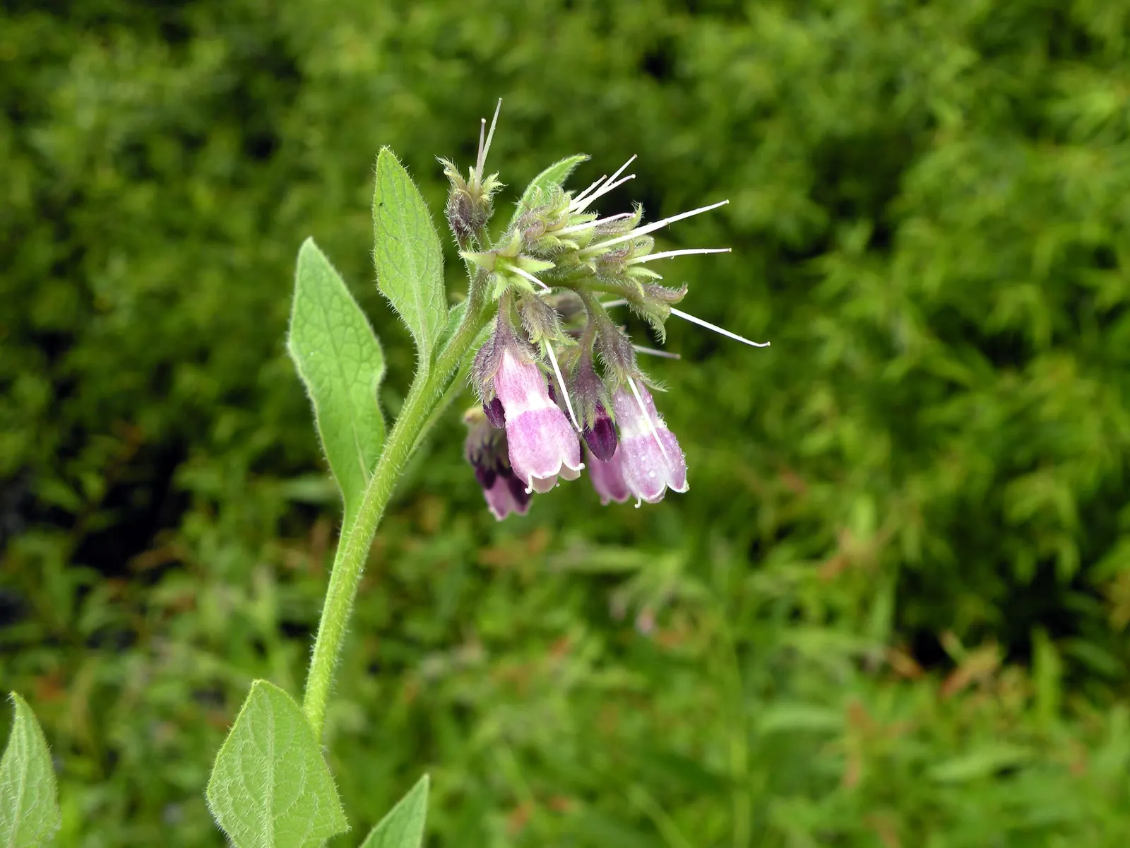Common Comfrey (Symphytum Officinale) — Favored for its medicinal uses and ability to improve soil fertility