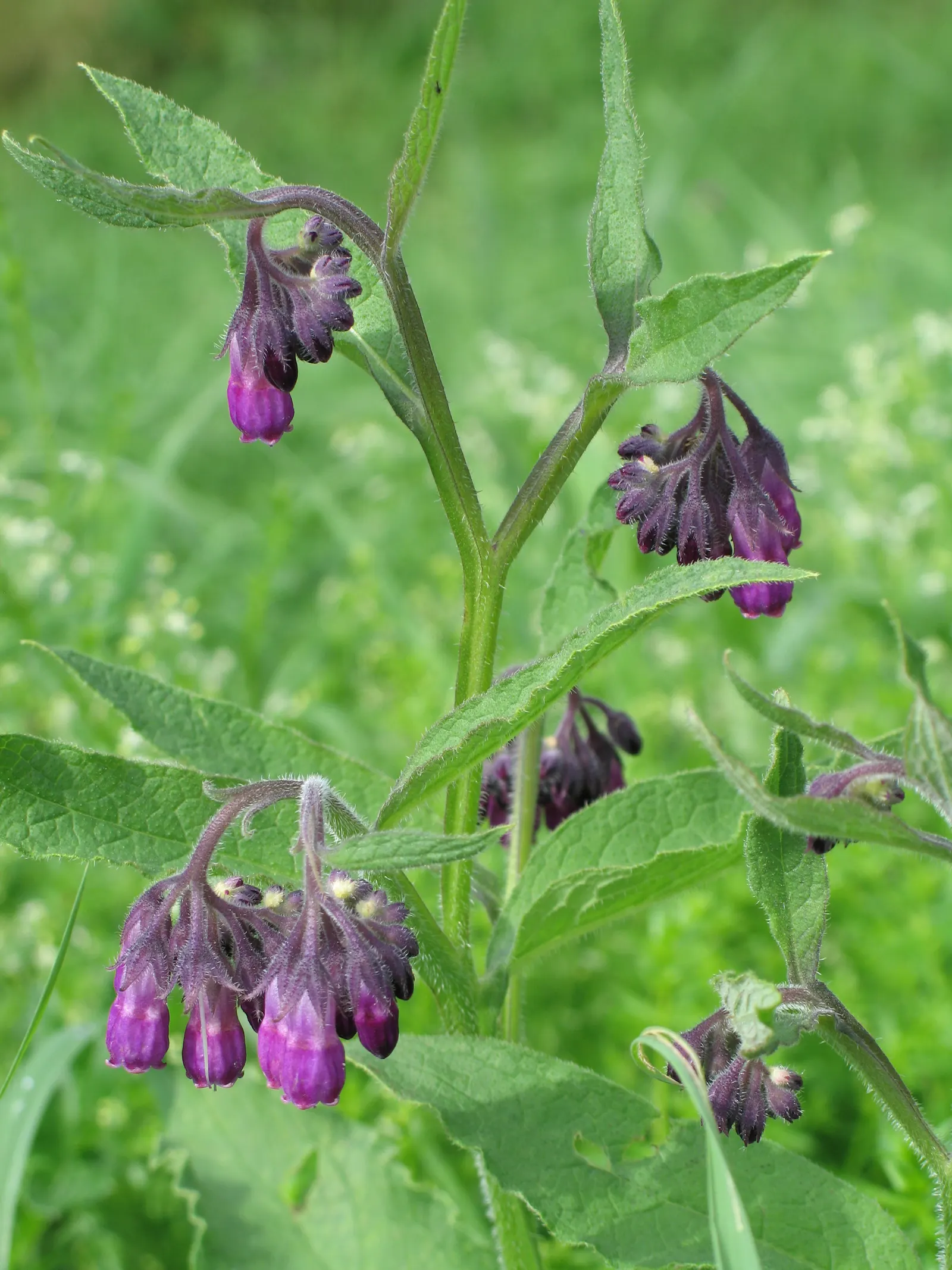 Common Comfrey (Symphytum Officinale) — emphasize its dual role as both a soil enhancer and a provider of visual and ecological diversity, image 69