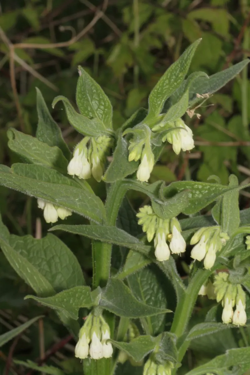 Common Comfrey (Symphytum Officinale) — is a perennial herb prized for its medicinal qualities and utility in garden landscapes; blue flowers in, image 55