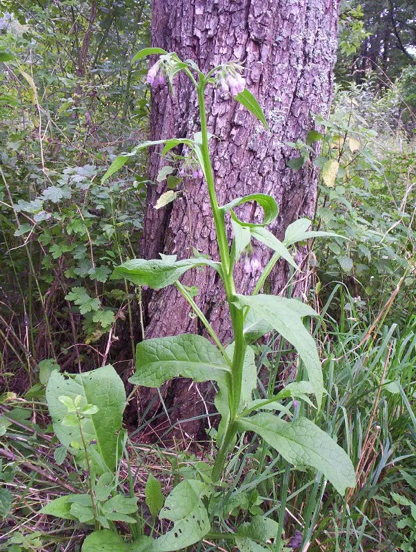 Common Comfrey (Symphytum Officinale) — is a perennial herb prized for its medicinal qualities and utility in garden landscapes; blue flowers in the garden