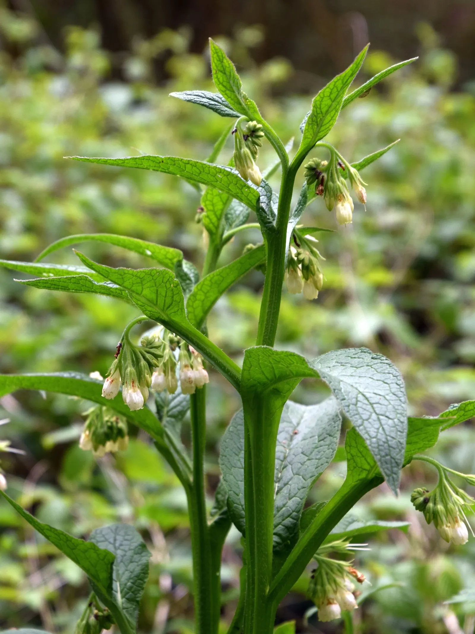 Common Comfrey (Symphytum Officinale) — showcasing colors that range from creamy white to pink and purple; perennial with blue blooms