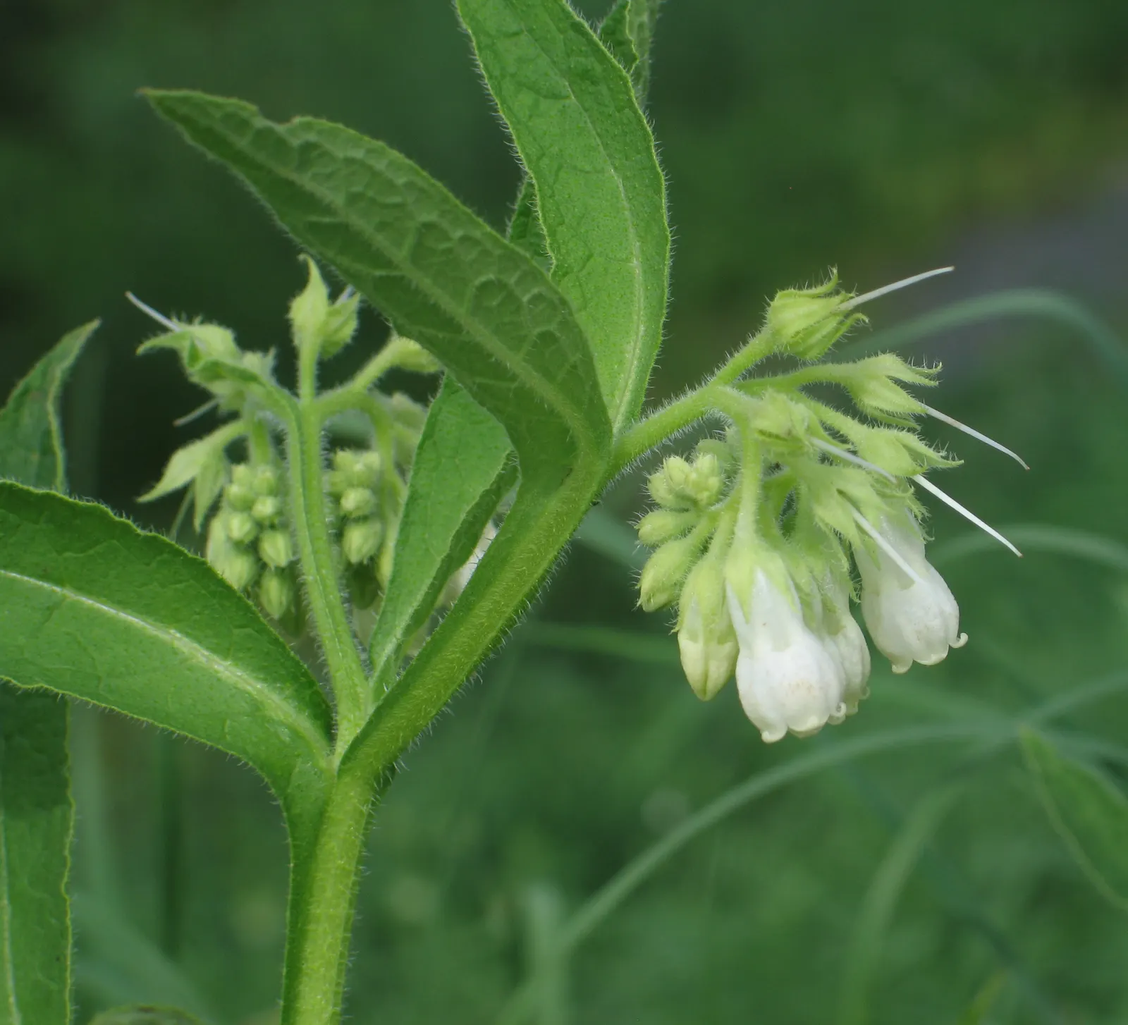 Common Comfrey (Symphytum Officinale) — is a perennial herb prized for its medicinal qualities and utility in garden landscapes