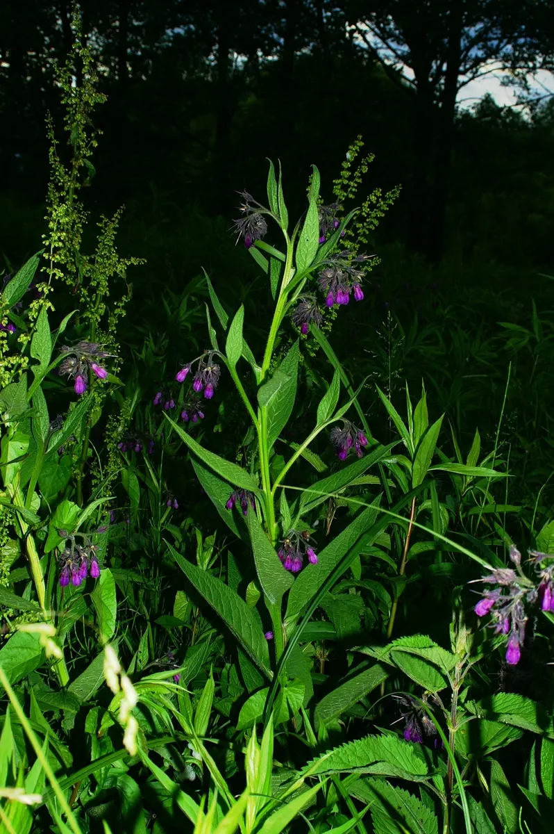 Common Comfrey (Symphytum Officinale) — This robust plant stands at around 2 to 5 feet tall with a similar spread and features a deep taproot, image 56