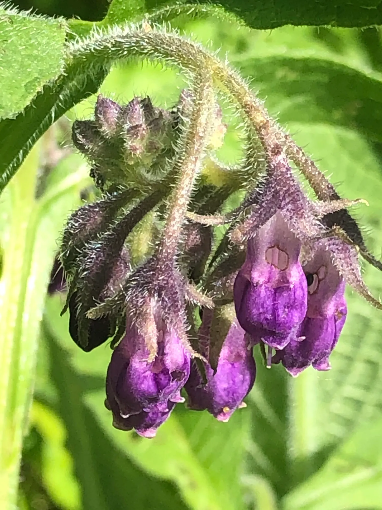 Common Comfrey (Symphytum Officinale) — blue flowers in the garden; is a perennial herb prized for its medicinal qualities and utility in garden landscapes
