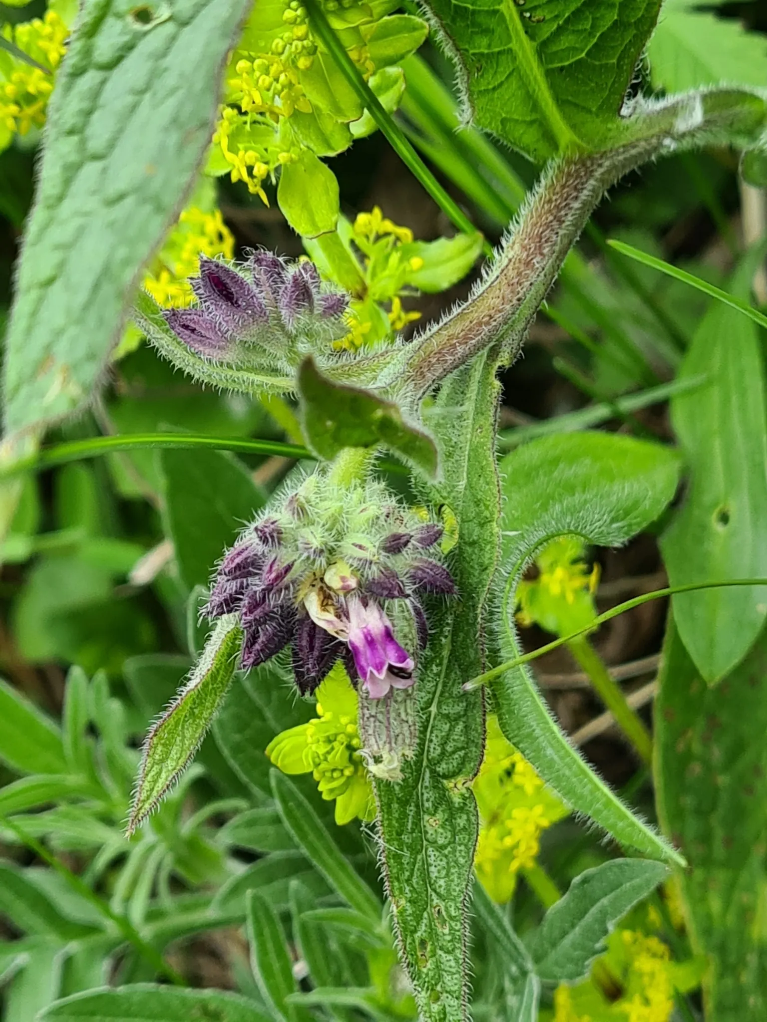 Common Comfrey (Symphytum Officinale) — bell-shaped flowers emerge; comfrey serves not only ornamental purposes but also contributes to soil health, image 109