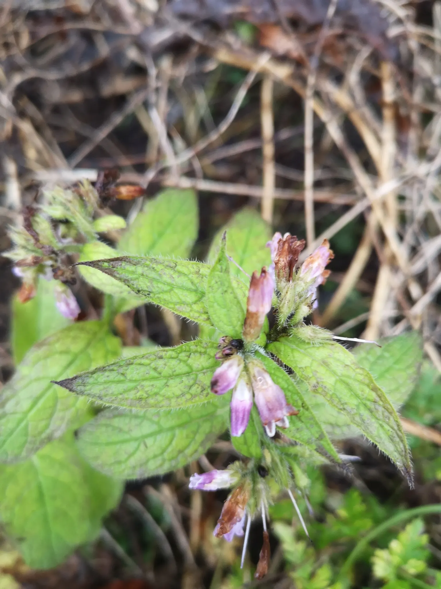 Common Comfrey (Symphytum Officinale) — showcasing colors that range from creamy white to pink and purple; perennial with blue blooms, image 110