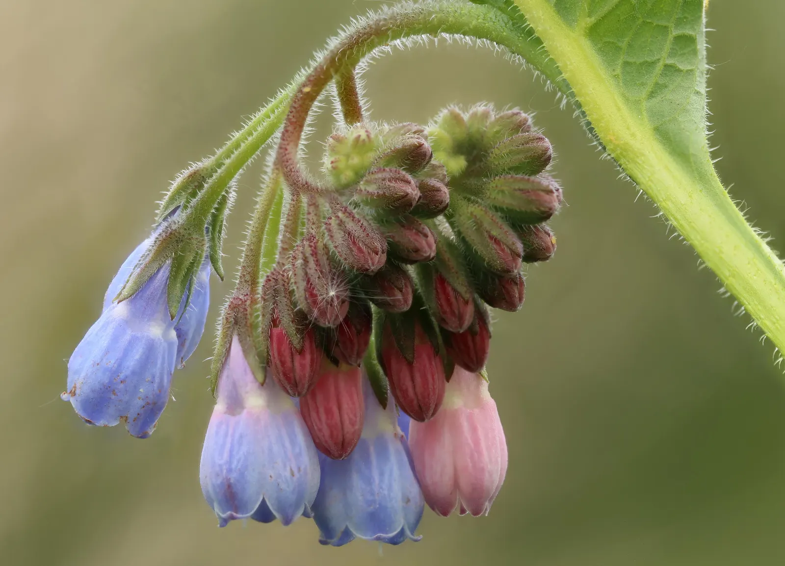 Common Comfrey (Symphytum Officinale) — Its leaves are rich in nitrogen and make excellent compost or mulch