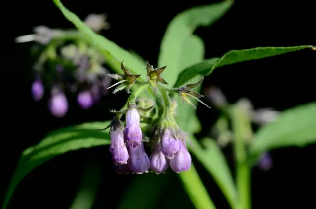 Common Comfrey (Symphytum Officinale) — Comfrey serves not only ornamental purposes but also contributes to soil health; bell-shaped flowers emerge, image 112