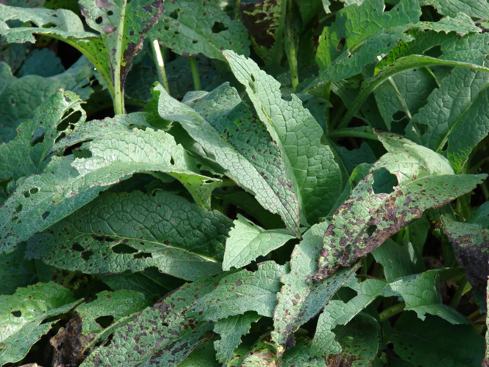 Common Comfrey (Symphytum Officinale) — with hairy leaves that can grow up to 8 to 12 inches long and 2 to 4 inches wide; it grows to 2-5 feet tall, image 107