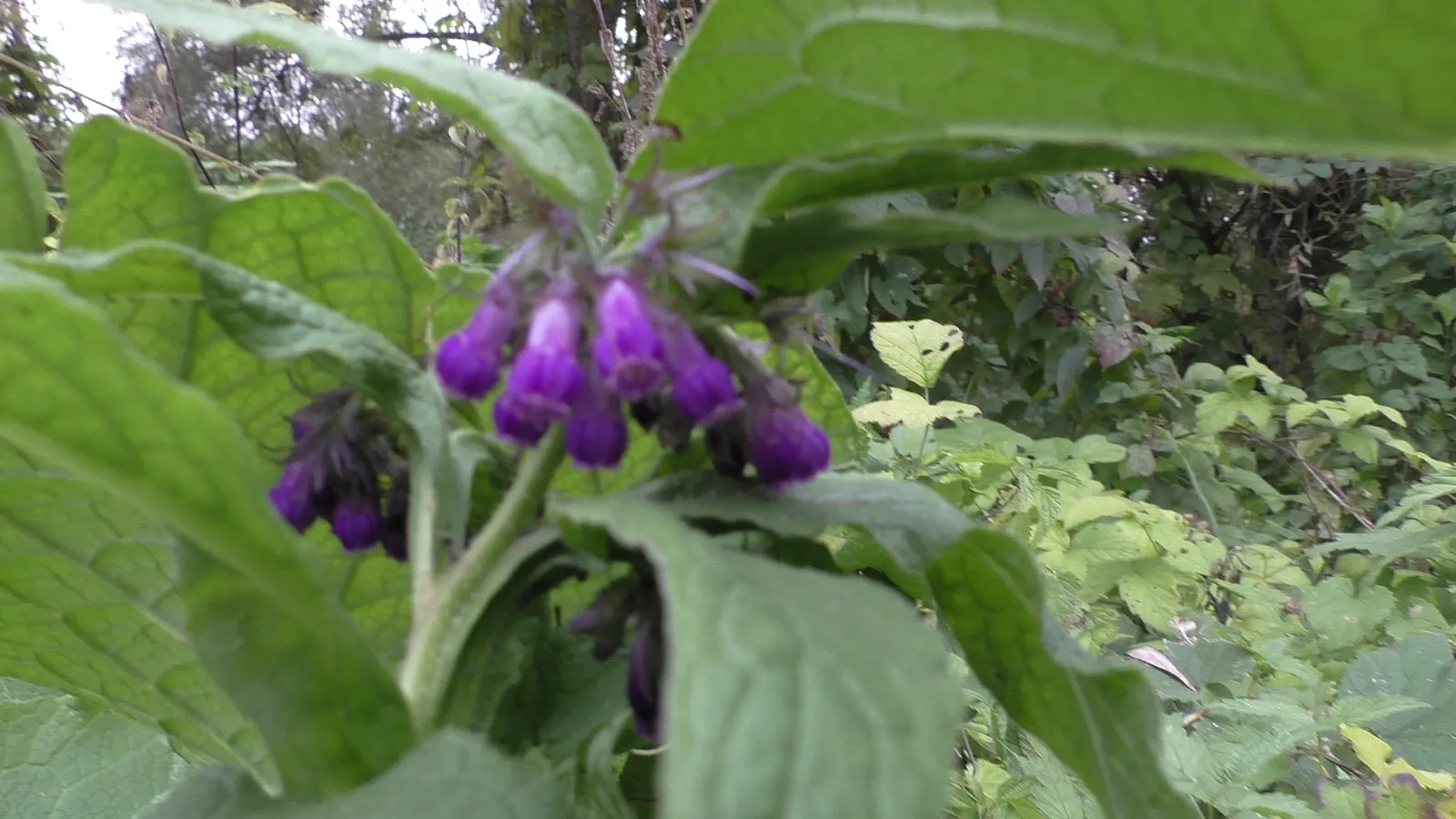 Common Comfrey (Symphytum Officinale) — commonly known as Common Comfrey; providing a delicate contrast to the lush greenery, image 78