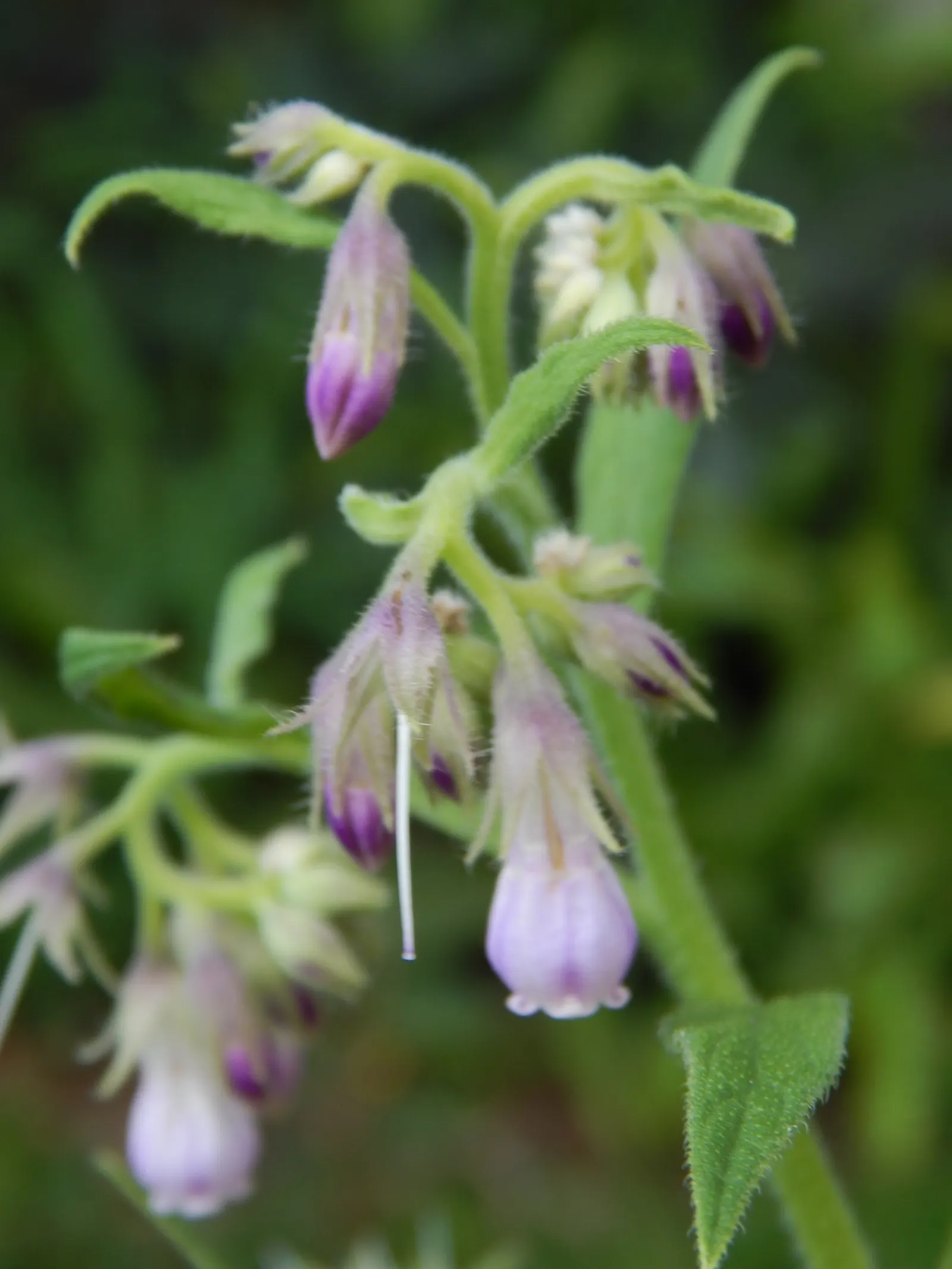Common Comfrey (Symphytum Officinale) — It grows to 2-5 feet tall and spreads up to 2.5 feet wide; with hairy leaves that can grow up to 8 to 12, image 50